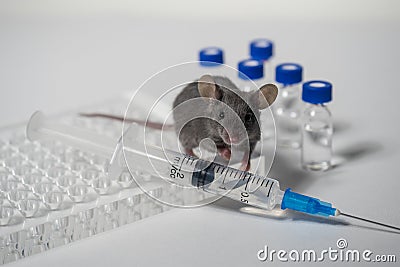 A gray laboratory mouse with an immunological plate, a syringe and vials. Concept - testing of drugs, vaccines Stock Photo