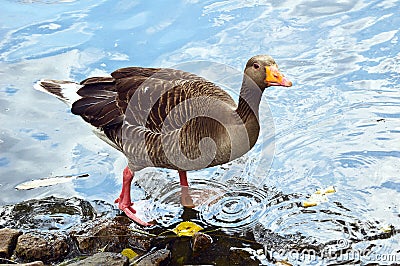 Gray lag goose Stock Photo