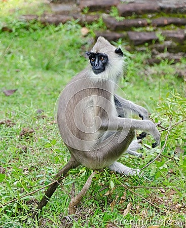 Gray langur Stock Photo