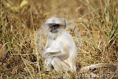 Gray Langur Baby Stock Photo