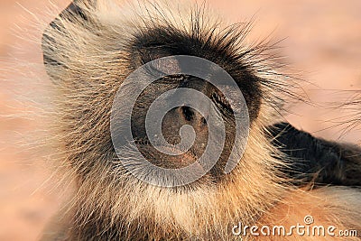 Gray Langur Stock Photo