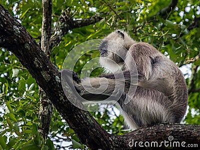 Gray Langur Stock Photo