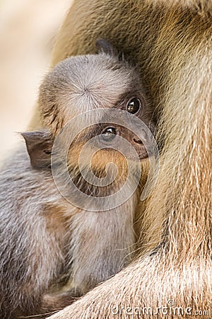 Gray Langur Monkey Presbytis entellus near Rajastan India Asia Stock Photo