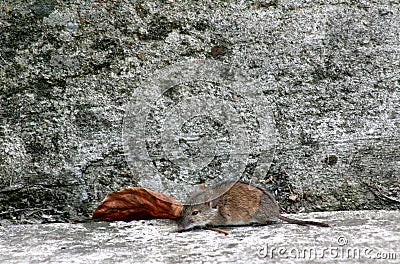 Gray little field mouse Stock Photo