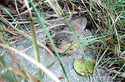 Gray little field mouse Stock Photo