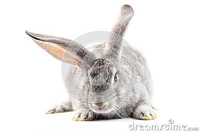 Gray little fluffy rabbit isolated on white background Stock Photo