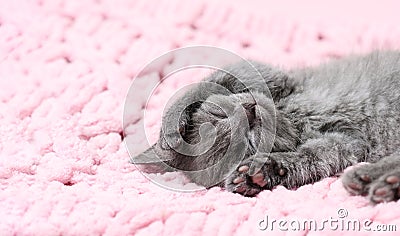 A gray little kitten sleeps on a pink blanket. The kitten sleeps on its back and stretches its paws Stock Photo