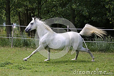 Gray mare running through on the paddock Stock Photo