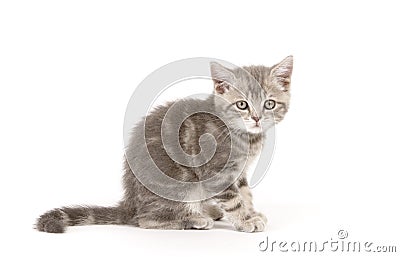 Gray marmoreal scottish breed kitten Stock Photo