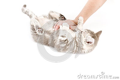 Gray marmoreal scottish breed kitten playing Stock Photo