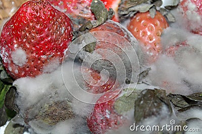 Gray mold on red strawberries Stock Photo