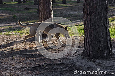 The gray mongrel dog playing on the grass Stock Photo