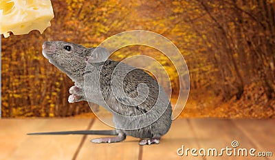 Gray mouse animal and cheese on background Stock Photo