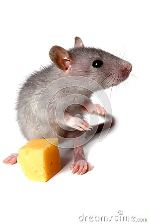 Gray mouse and cheese Stock Photo