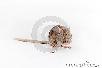 Gray mouse gerbil washes Stock Photo