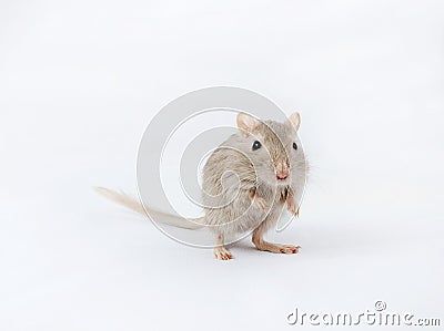 Gray mouse gerbil Stock Photo