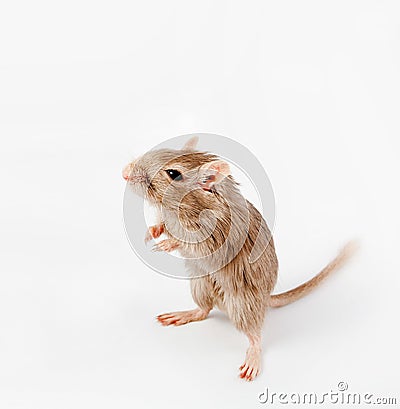 Gray mouse isolated Stock Photo