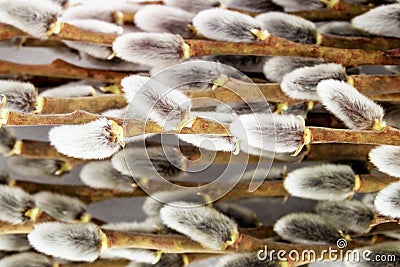 Gray nubs fluffy willows close-up horizontal frame, Easter card, gift wrap Stock Photo