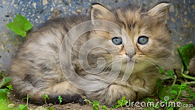 Gray and orange cute kitten body with blue eyes. Close up tabby cat portrait. Street cat and lifestyle concept. Cat sitting and Stock Photo