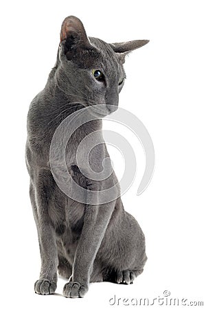 Gray oriental cat Stock Photo