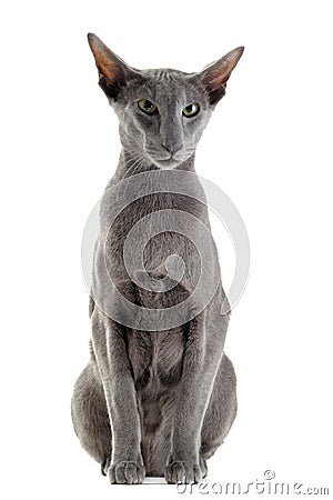 Gray oriental cat Stock Photo