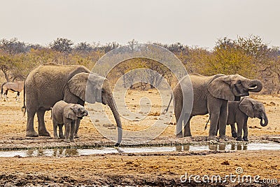 Thirsty African Bush Elephant Cows and Calves Stock Photo