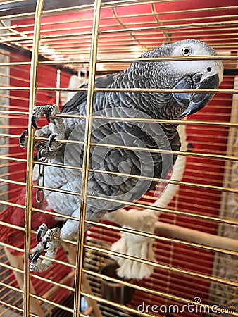 Gray parrot Jaco in a cage looks with curiosity Stock Photo