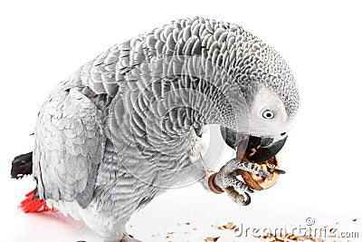 Gray parrot Jaco eating walnuts Stock Photo