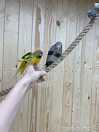 Gray parrot Jaco holds a nut in his paw and eats it, sitting on a rope, parrot, zoo Stock Photo