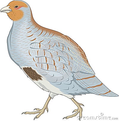 Gray Partridge Illustration Vector Illustration