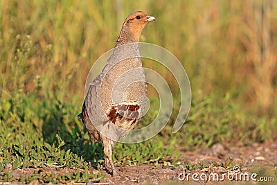 Gray partridge is on the road between wheat crops Stock Photo