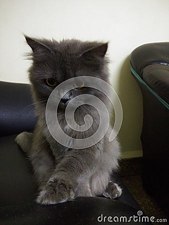 Gray Persian cat with attitude Stock Photo