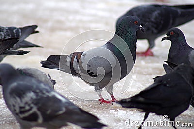 Gray pigeon on winter Stock Photo
