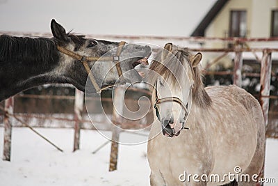 Gray pony attacking white pony Stock Photo