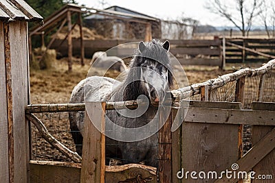 Gray pony in the cage Stock Photo