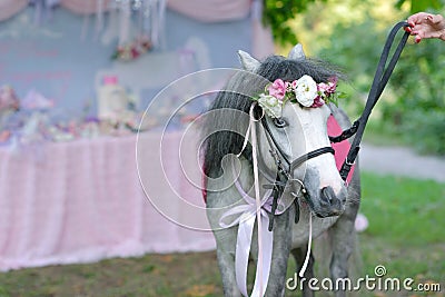 Gray pony Stock Photo