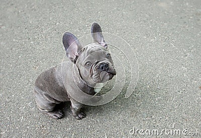 Gray puppy of a French bulldog on a gray background. Cute small baby dog. Stock Photo