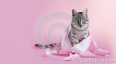 A gray purebred small cat in a pink satin ribbon sits on a pink background. Copyspace Stock Photo