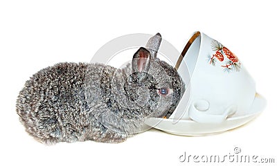 Gray rabbit drink from cup Stock Photo