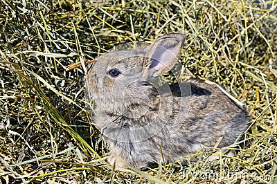 Gray rabbit on Dry Grass. Small bunny domestic pet Stock Photo