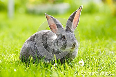 Gray rabbit in green grass Stock Photo