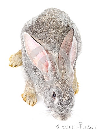 Gray rabbit view from above Stock Photo