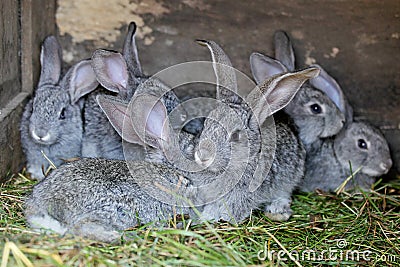 Gray rabbits on farm Stock Photo