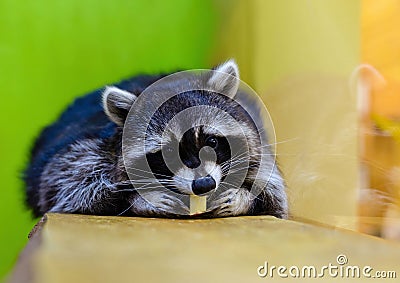 Gray raccoon lies on the table and eats an apple close-up Stock Photo