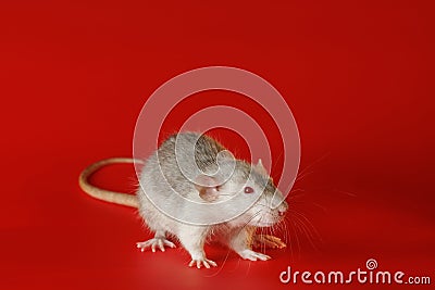 Gray rat isolated on a red background. Close-up portrait of a mouse. The rodent stands on its paws. Photo for cutting Stock Photo