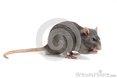 Gray rat isolated on white background Stock Photo