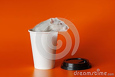 Gray rat in a paper cup. Mouse in a coffee mug. Portrait of a pest. Rodent isolated on orange background for lettering Stock Photo