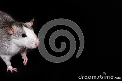 Gray rat portrait isolated on black background. Rodent pet. Domesticated rat close up. The rat with long tail is looking at the Stock Photo