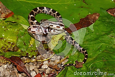 Gray Rat Snake (Elaphe obsoleta) Stock Photo