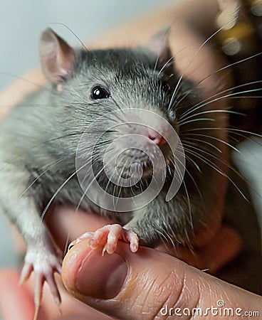 Gray rats large with a cunning look and long mustache looks into the camera sits on the arm Stock Photo